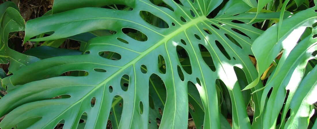 The Best Potting Mix for Aroids (Monstera, Philodendron, Anthurium & More)