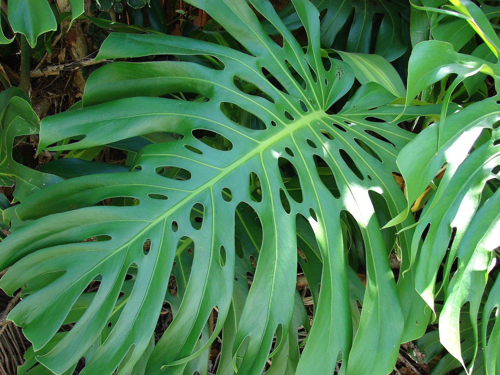 The Best Potting Mix for Aroids (Monstera, Philodendron, Anthurium & More)