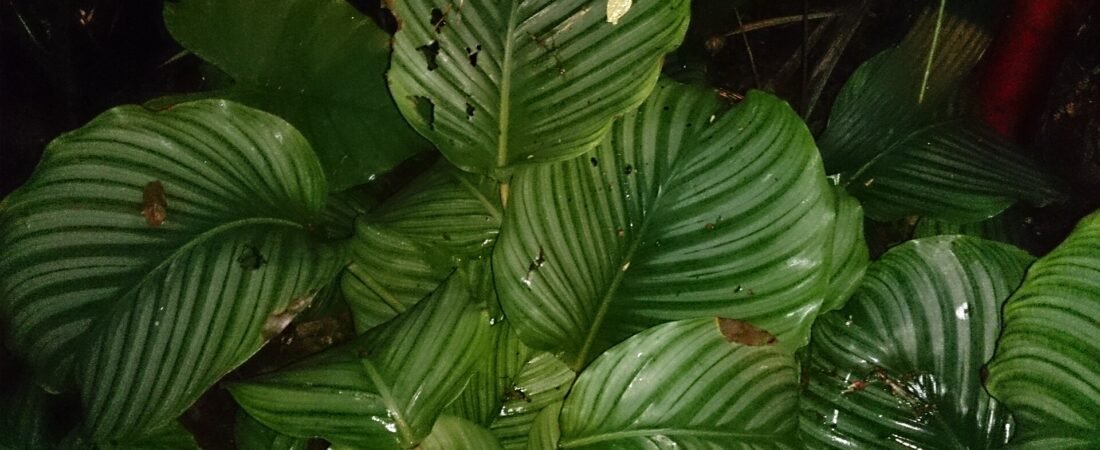 Calathea Care 101: How to Keep the Prayer Plant’s Leaves Perfect