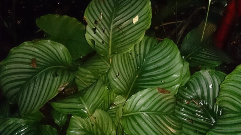 Calathea houseplant