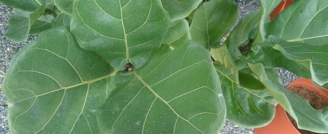 Fiddle Leaf Fig Care 101: How to Keep This Diva Happy (and Growing)