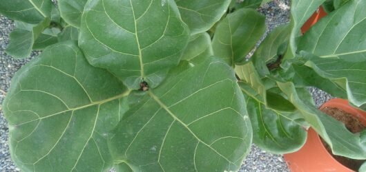 Fiddle Leaf Fig