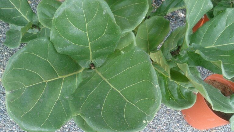 Fiddle Leaf Fig houseplant