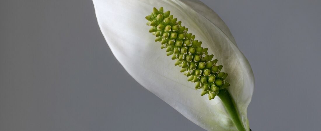 Peace Lily Care 101: How to Keep Yours Green, Glossy, and Blooming
