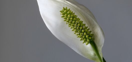 Peace Lily