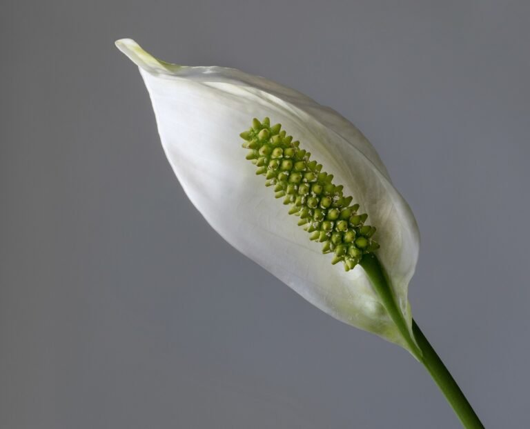 Peace Lily houseplant