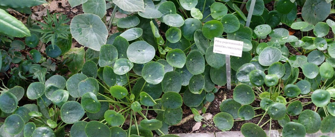 Pilea Care 101: How to Keep Your Chinese Money Plant Happy