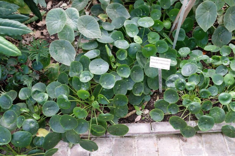 Pilea houseplant