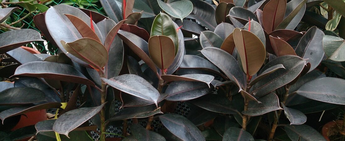 Rubber Plant Care 101: How to Grow a Glossy, Tree-Sized Ficus Elastica