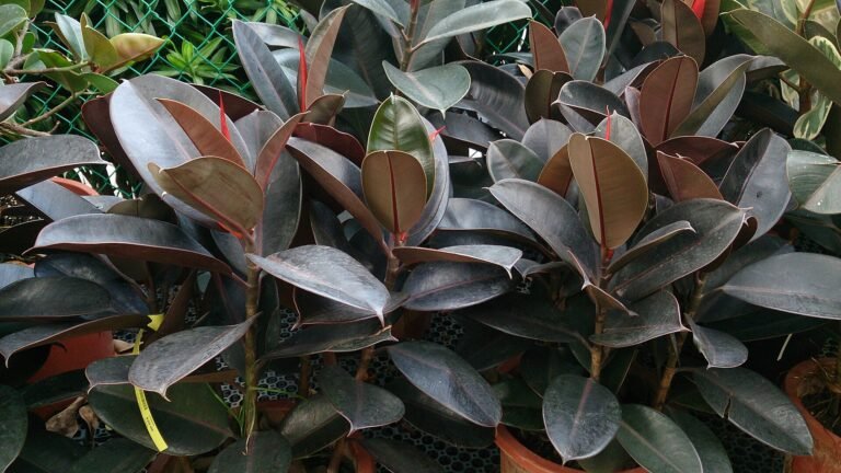 Rubber Plant houseplant