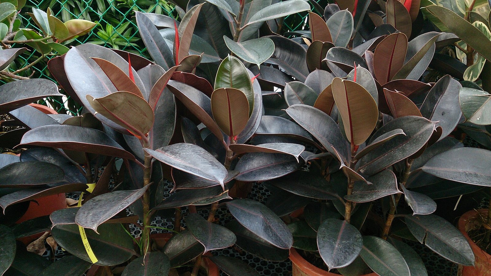 Rubber Plant Care 101: How to Grow a Glossy, Tree-Sized Ficus Elastica