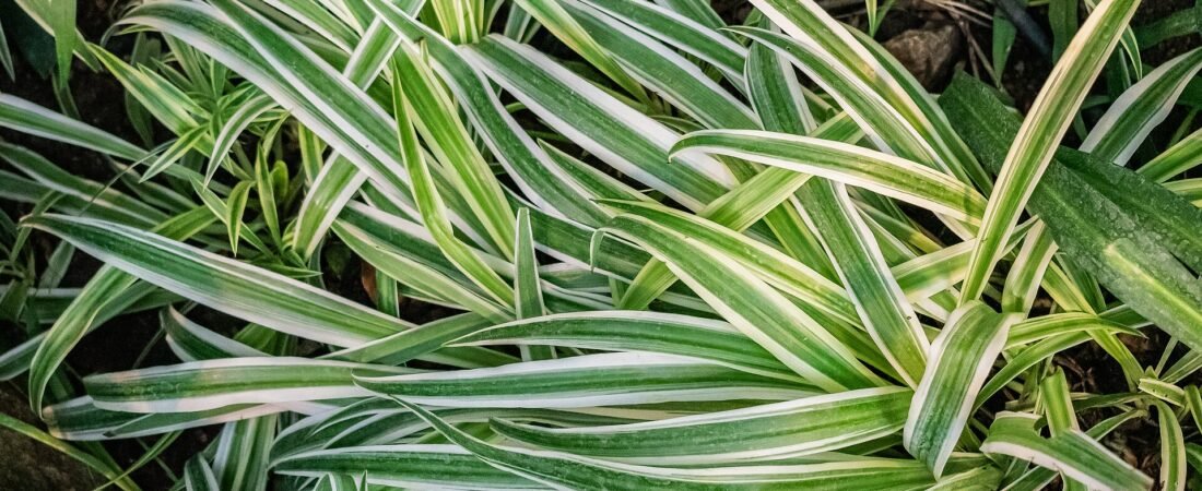 Spider Plant Care 101: Light, Water, Brown Tips & Endless Babies