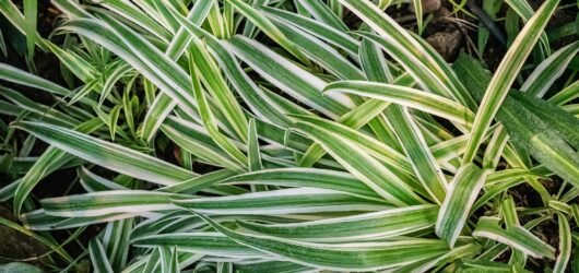 Propagation
