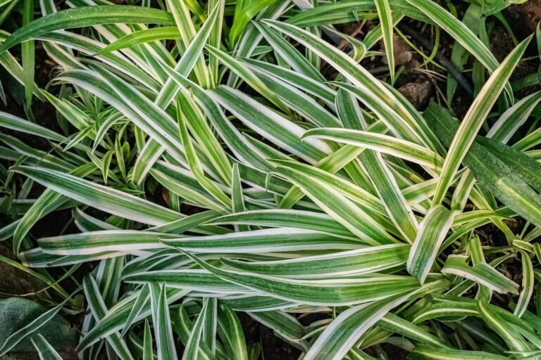 Spider Plant houseplant