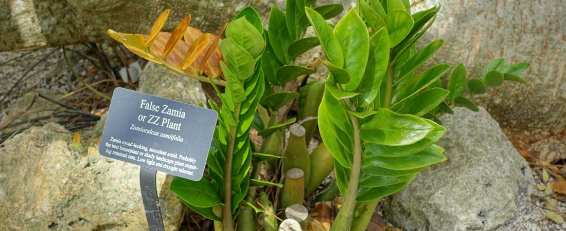 ZZ Plant Care 101: The Glossy, Drought-Proof Plant That Thrives on Neglect