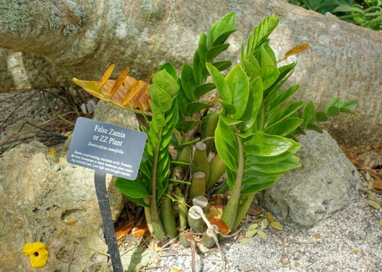ZZ Plant houseplant