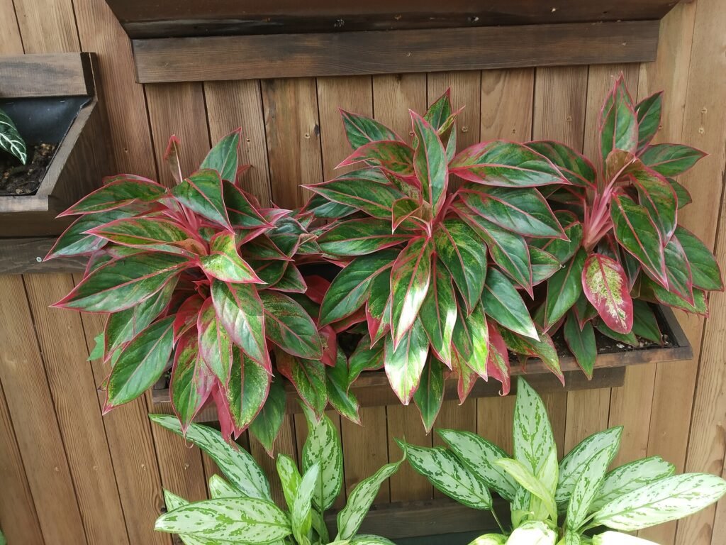 Red and green variegated Aglaonema plants with bright pink leaf margins on a wooden shelf, with silver-patterned Chinese Evergreen foliage below