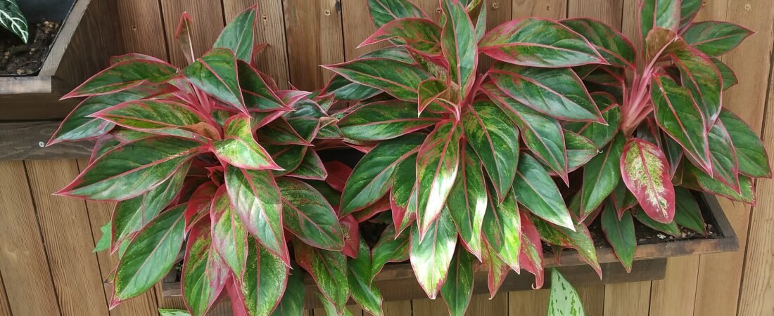Aglaonema Care 101: The Colorful Plant That Actually Tolerates Low Light