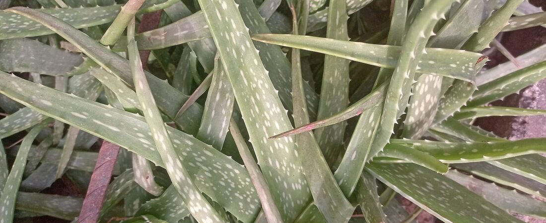 Aloe Vera Care 101: How to Grow the Plant That Grows Back