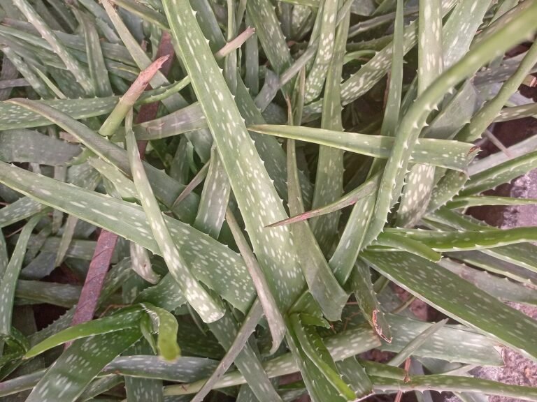 Aloe Vera houseplant