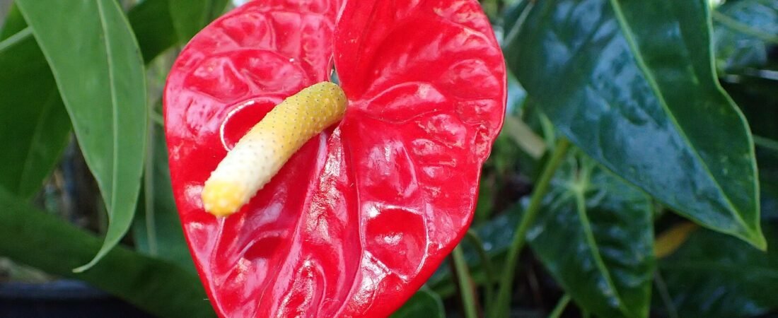 Anthurium Care 101: How to Keep Those Glossy Blooms Coming