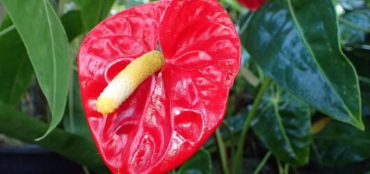 Anthurium