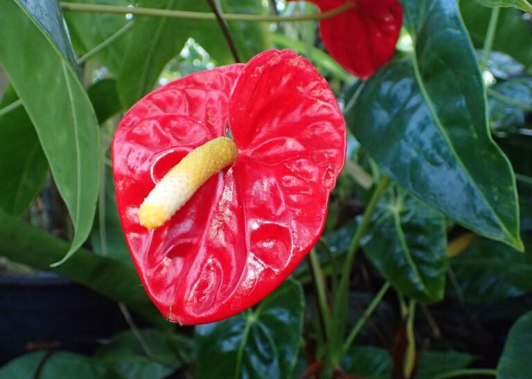 Anthurium houseplant