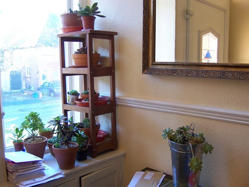 A tiered wooden plant stand by a bright window, holding potted succulents and small houseplants in terracotta pots