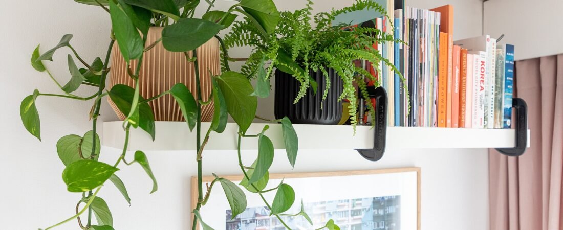 The Best Self-Watering Pots for Houseplants (And How to Actually Use Them)