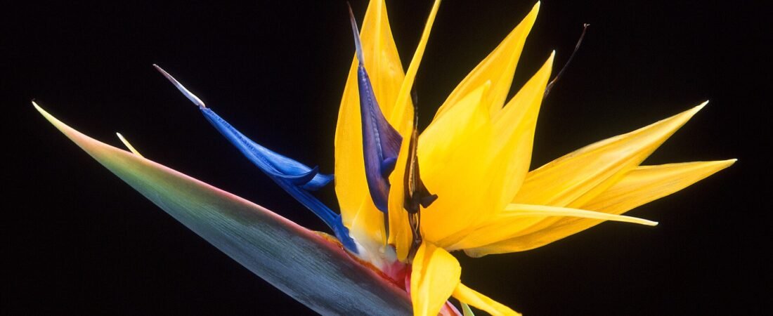 Bird of Paradise Care 101: How to Grow the Big, Tropical Statement Plant