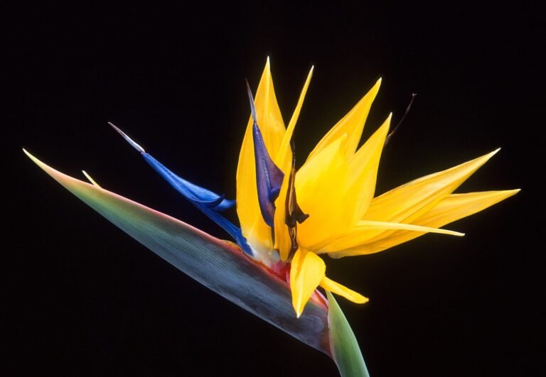 Bird of Paradise houseplant