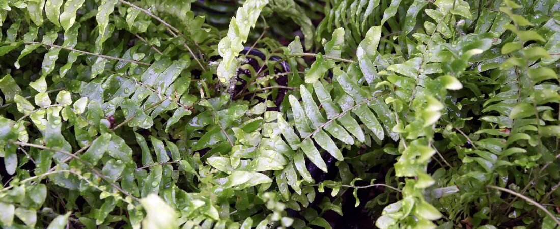 Boston Fern Care 101: How to Keep Those Fronds Full and Green