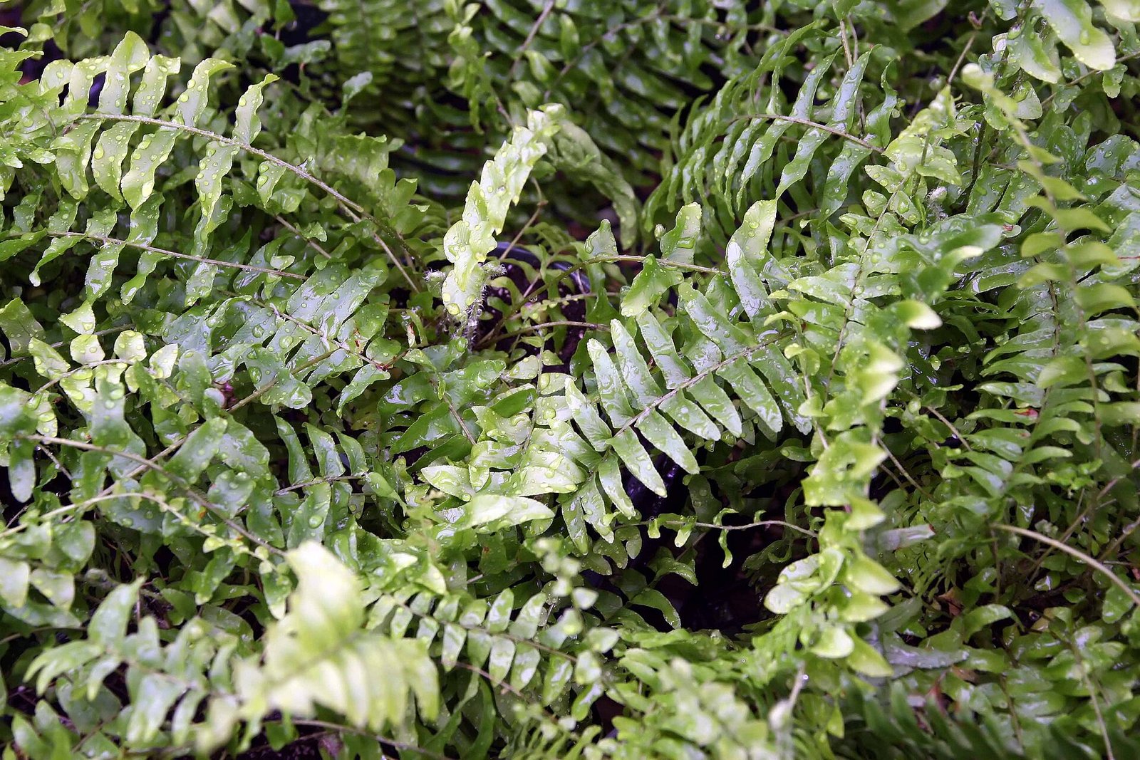 Boston Fern Care 101: How to Keep Those Fronds Full and Green