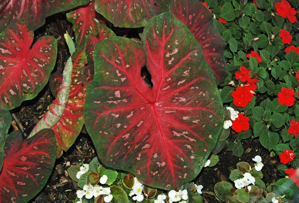 Close-up of fancy-leaved caladium (Caladium bicolor) foliage with pink centers, red veins and green margins