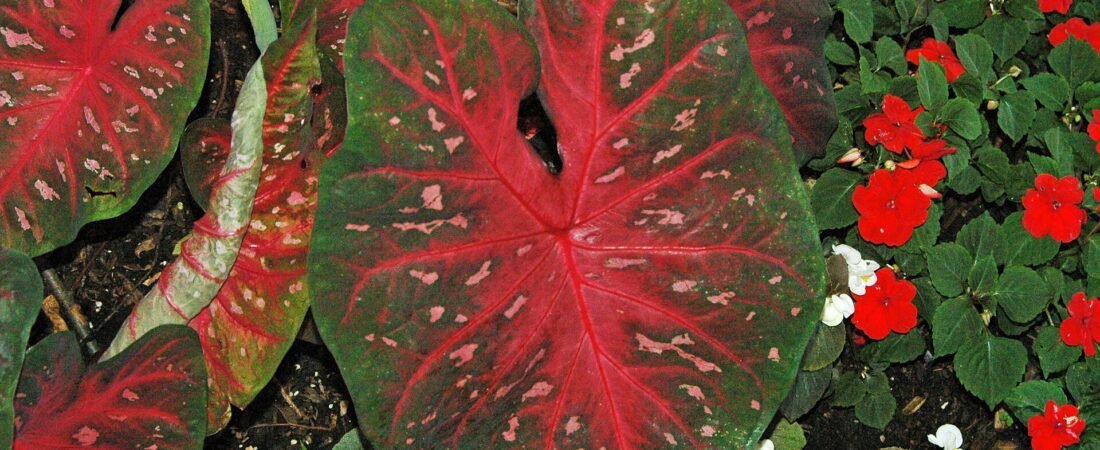 Caladium Care 101: How to Grow Those Paper-Thin Angel Wings Indoors