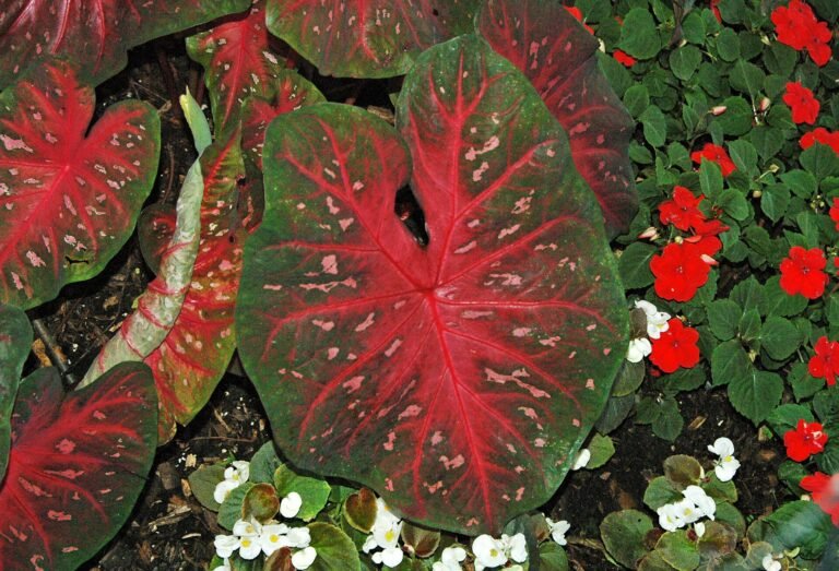 Caladium houseplant
