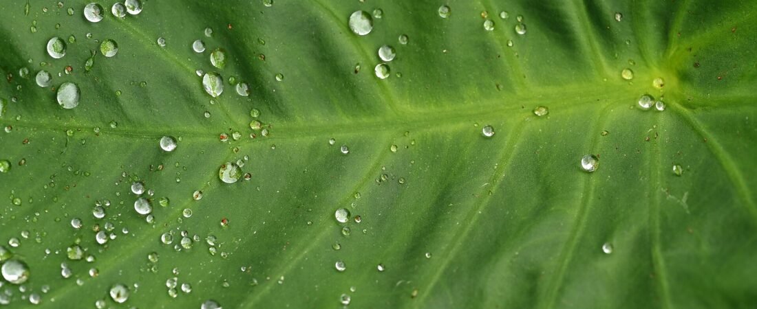 Colocasia Care 101: How to Grow a Thriving Elephant Ear