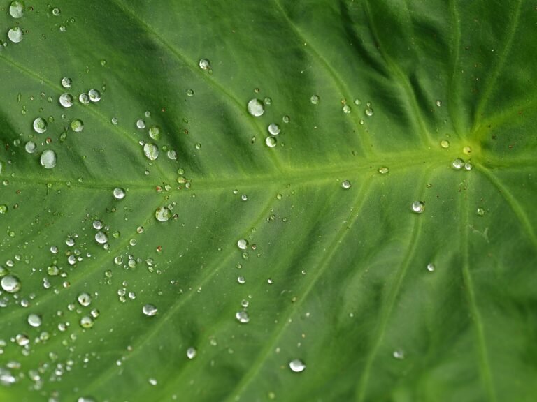 Colocasia houseplant
