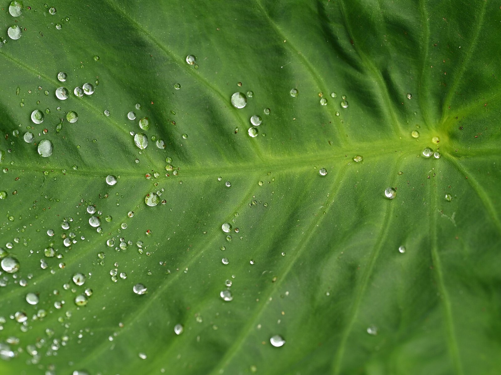 Large heart-shaped green Colocasia esculenta (elephant ear) leaves growing in a lush outdoor planting