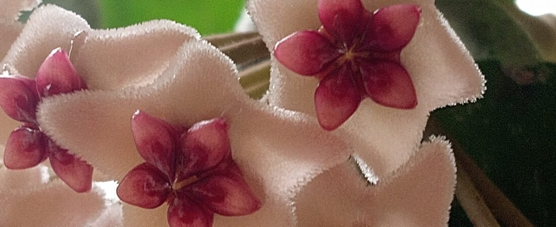 Hoya Care 101: How to Grow the Wax Plant (and Actually Get Blooms)