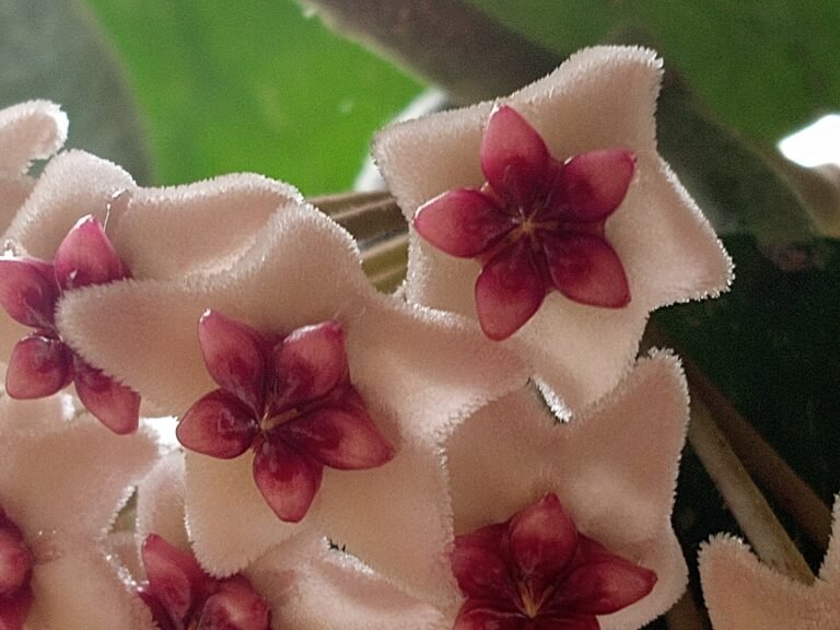 Hoya houseplant