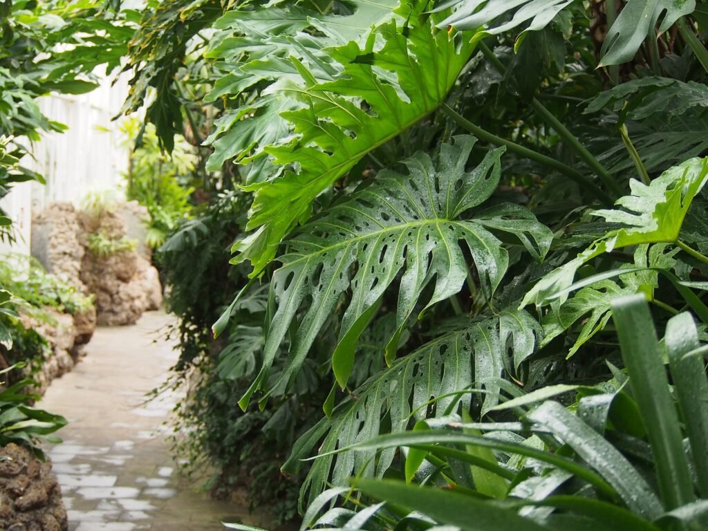 Large Monstera deliciosa leaves with natural splits and holes growing in a lush greenhouse conservatory