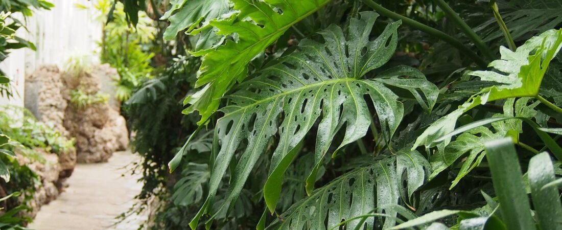 Monstera Care 101: How to Grow the Swiss Cheese Plant (and Get Those Splits)