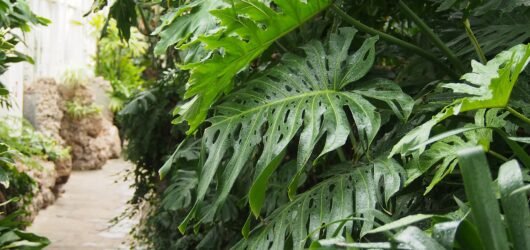 Monstera Deliciosa