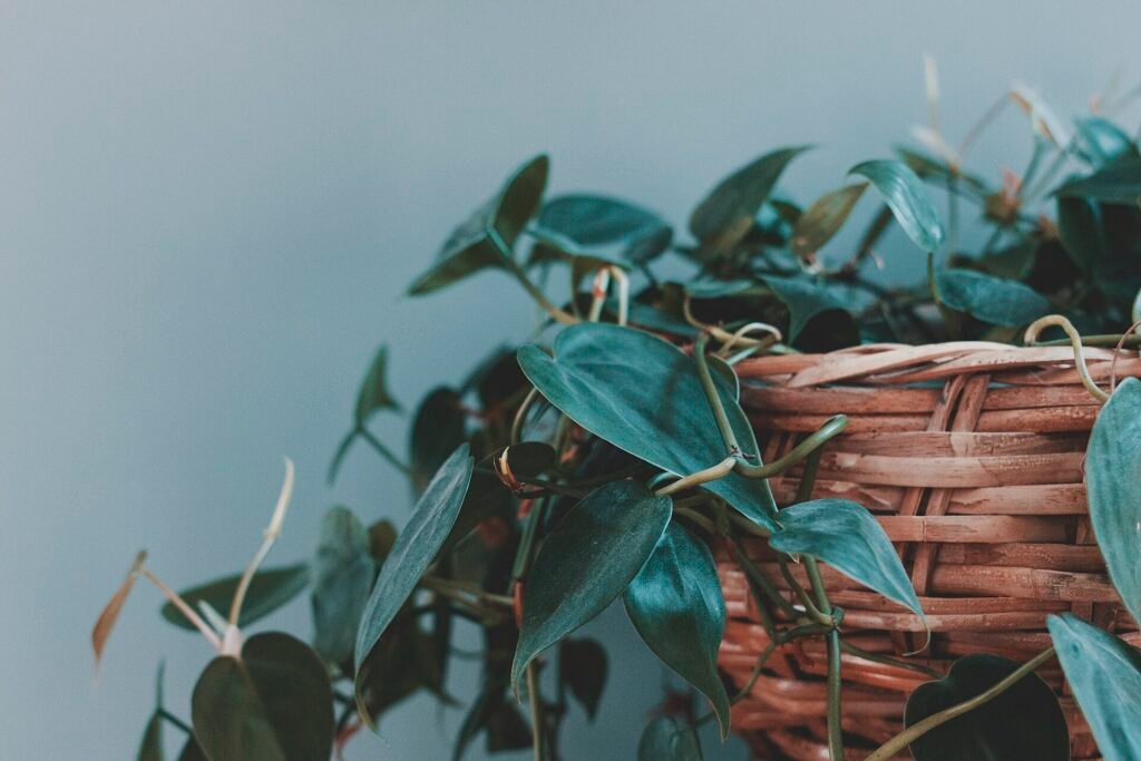 Heartleaf philodendron trailing from a woven basket against a soft gray wall