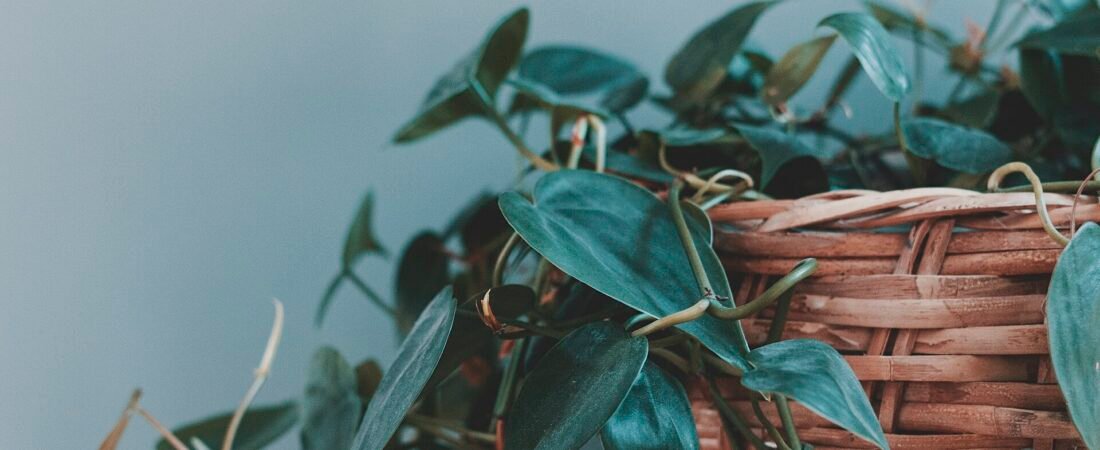 Philodendron Care 101: The Easygoing Aroid That Grows With You