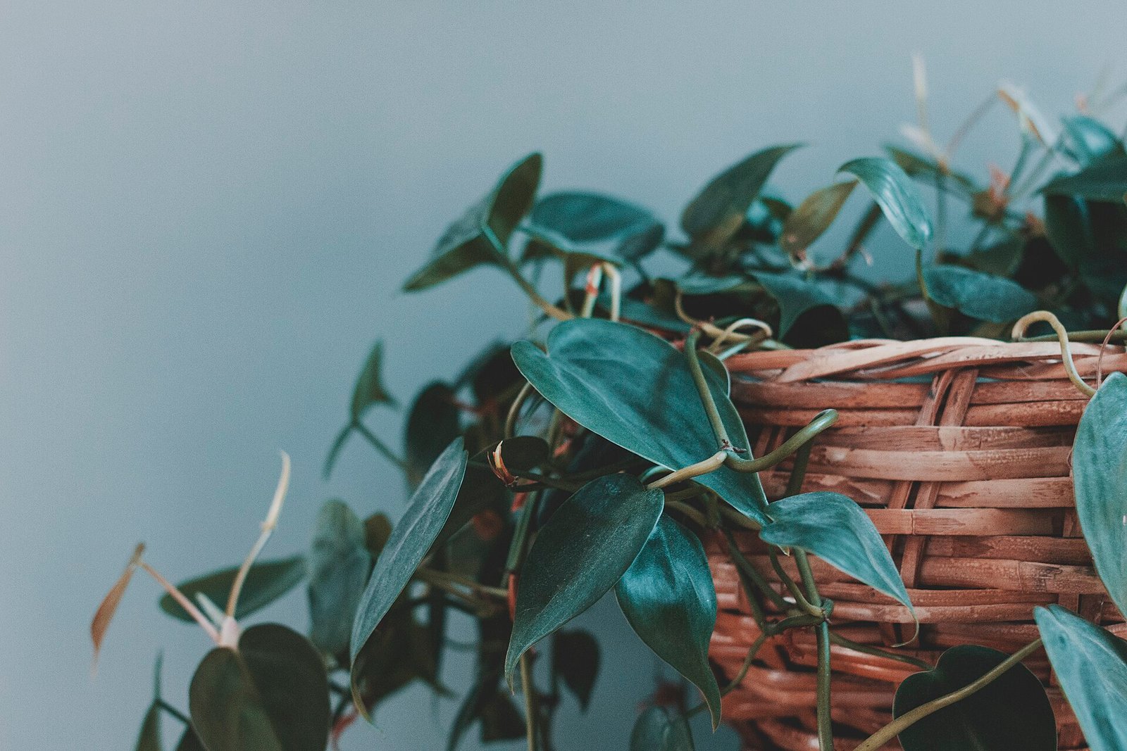 Philodendron Care 101: The Easygoing Aroid That Grows With You