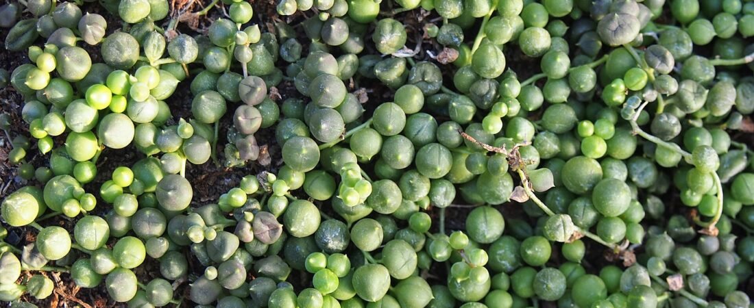 String of Pearls Care 101: How to Grow Those Trailing Green Beads