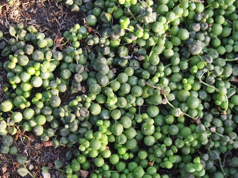 String of Pearls houseplant