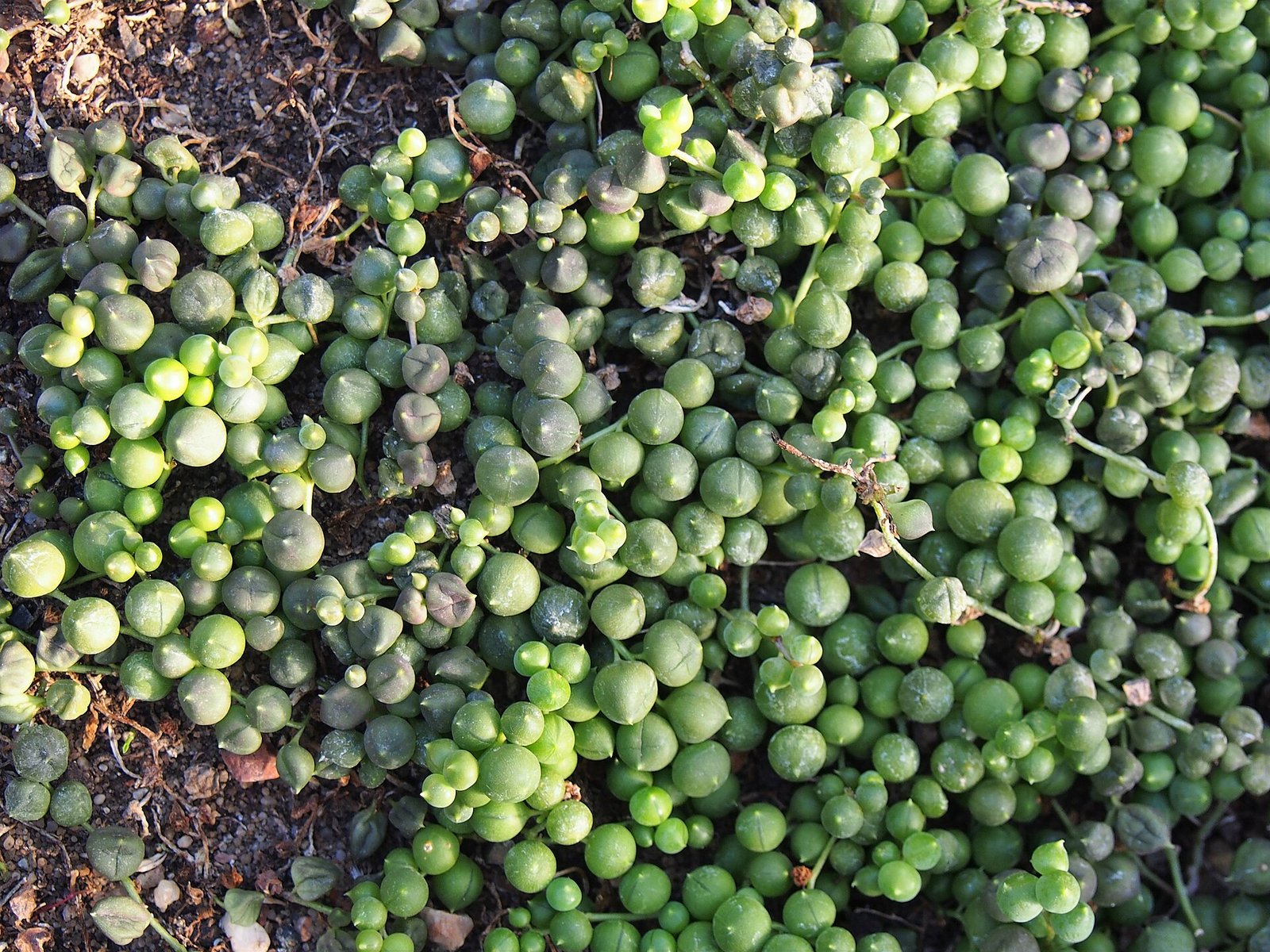 String of Pearls Care 101: How to Grow Those Trailing Green Beads